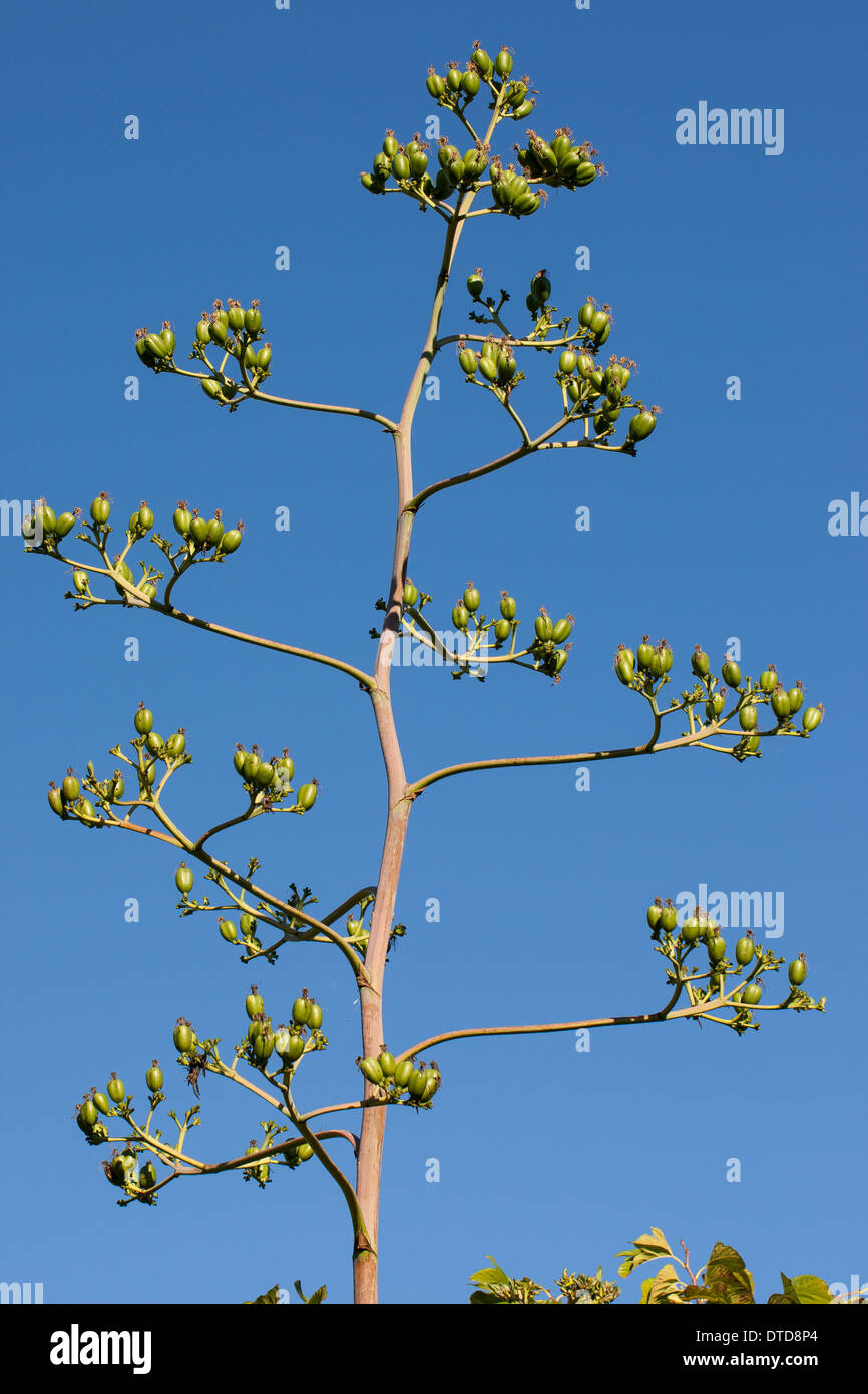 Jahrhundertpflanze, Maguey, amerikanische Agave, amerikanische Aloe, Amerikanische Agave, Früchte, Hundertjährige Agave, Agave americana Stockfoto