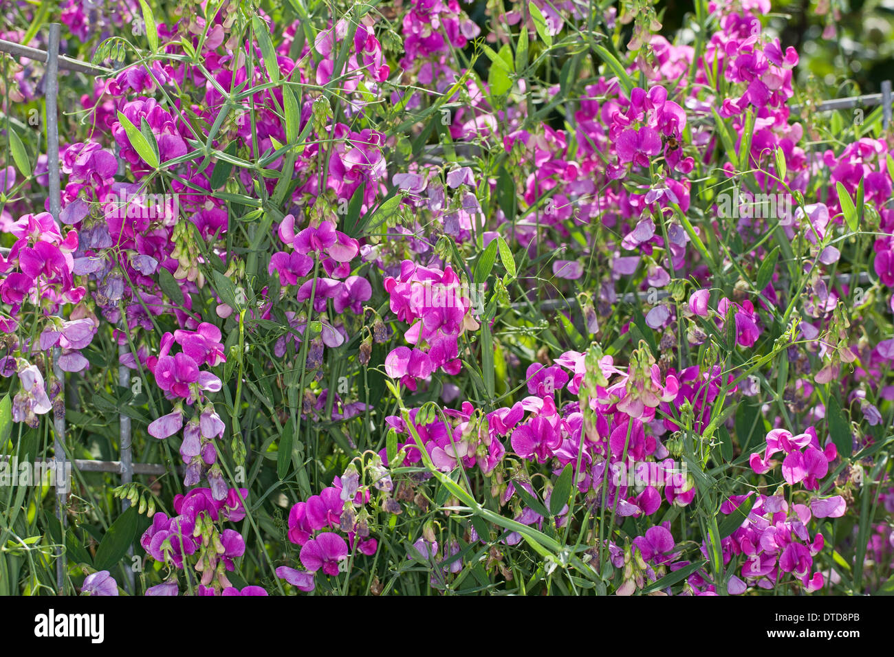 Everlasting Pea, mehrjährige Sweet Pea, mehrjährige Peavine, Breitblättrige Platterbse, Staudenwicke Lathyrus latifolius Stockfoto