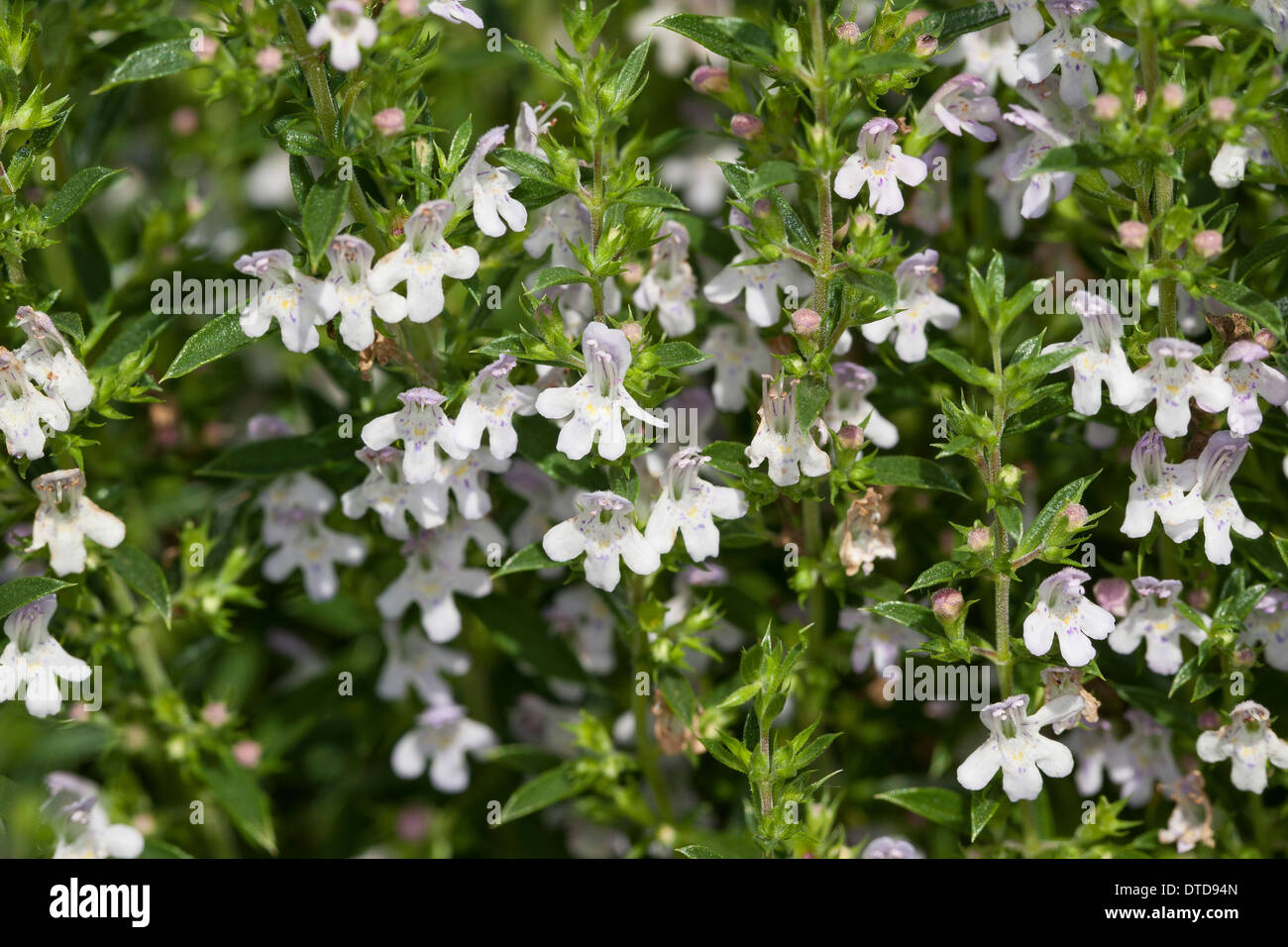 Winterbohnenkraut, BergBohnenkraut, Bergbohnenkraut, Winter