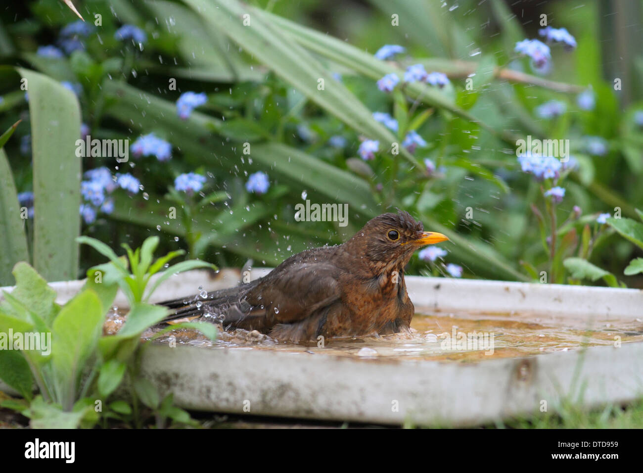 Amsel, Vogeltränke, Baden, Amsel, Weibchen, Badet, Tränke, Vogelbad, Badend, Schwarzdrossel, Drossel, Turdus Merula Stockfoto