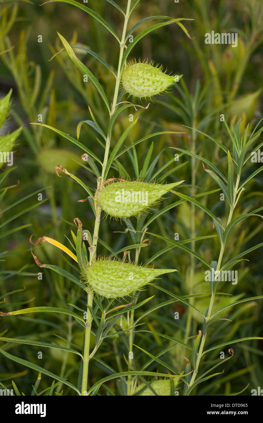 Gans, Pflanze, Wolfsmilch, Sildweed, Cottonbush, Ballonpflanze, Blasenfrucht, Seidenpflanze, Gomphocarpus Fruticosus, Seidenpflanzen Stockfoto