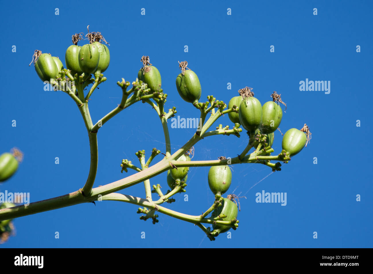 Jahrhundertpflanze, Maguey, amerikanische Agave, amerikanische Aloe, Amerikanische Agave, Früchte, Hundertjährige Agave, Agave americana Stockfoto