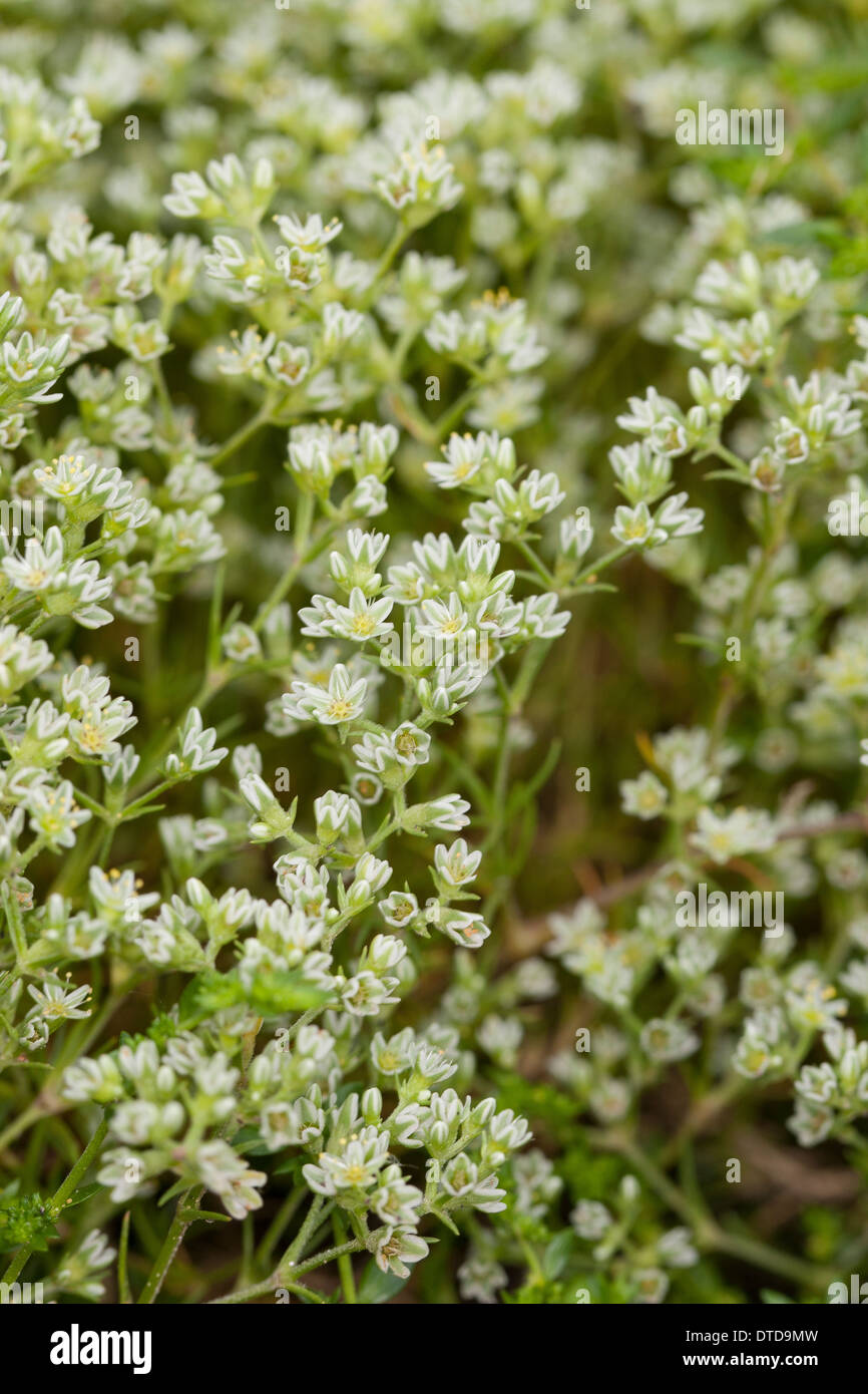Mehrjährige Knawel, Ausdauernder Knäuel, Ausdauerndes Knäuelkraut, Scleranthus perennis Stockfoto