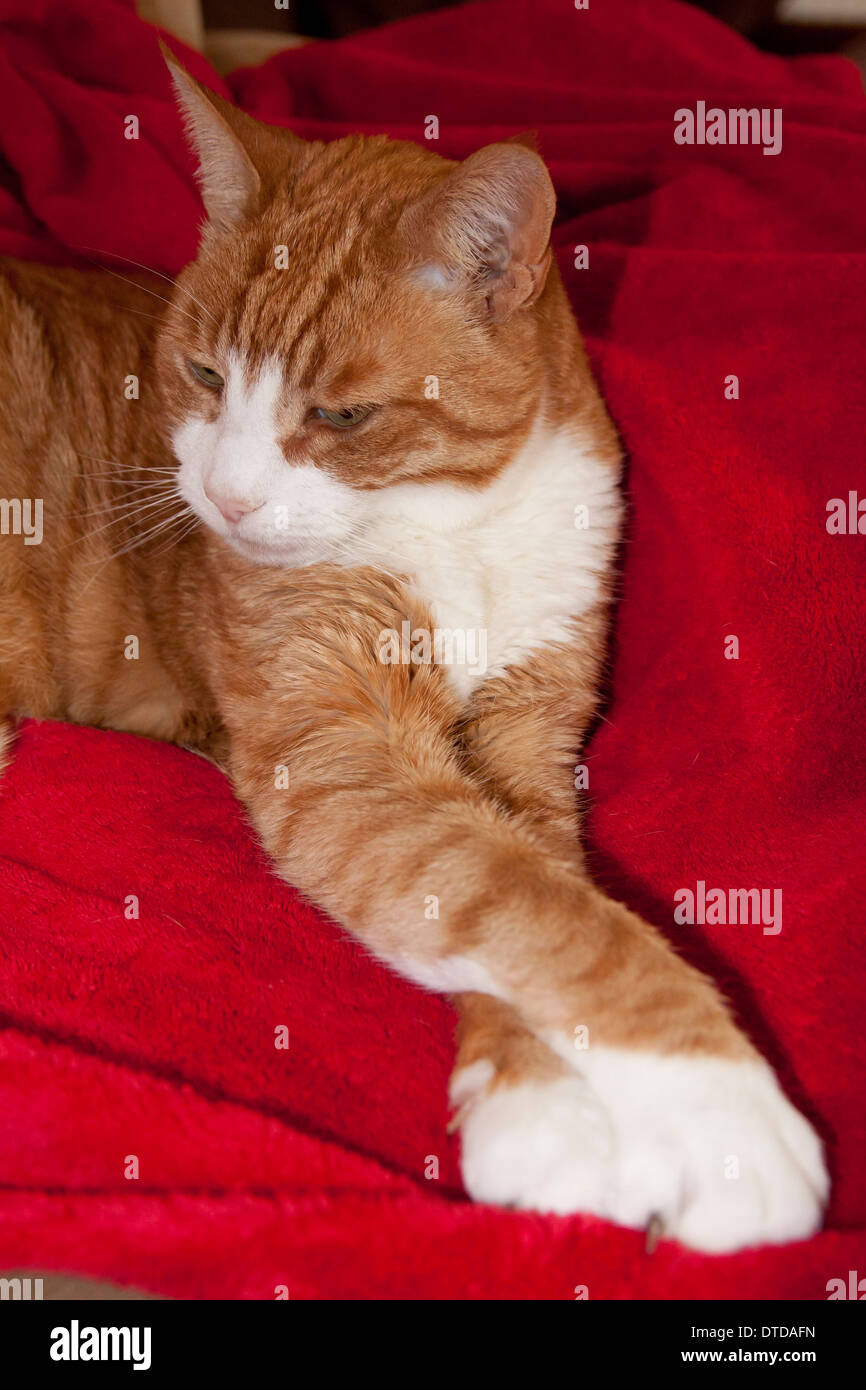 Ingwer-Kater, Erwachsene, schlafend Stockfoto