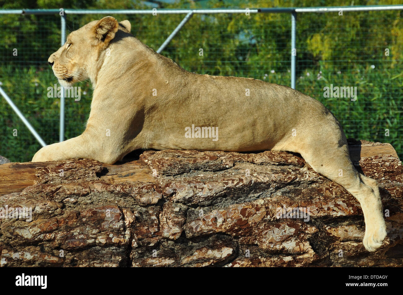 Afrikanische Löwin ruht auf Baumstamm. Wildes Tier. Stockfoto