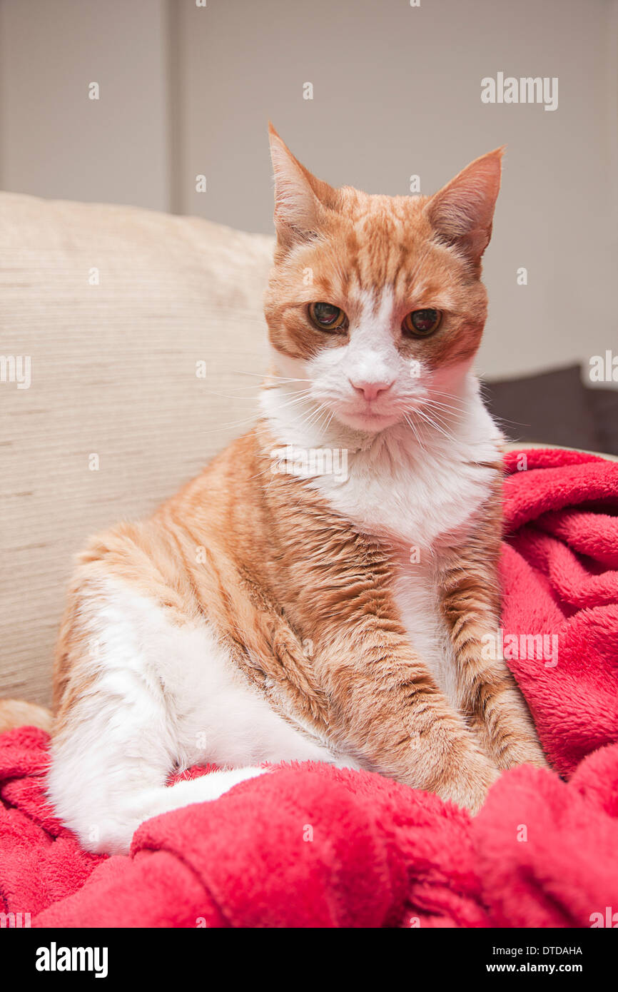 Ingwer Kater, Erwachsene, sitzen auf roter Decke Stockfoto