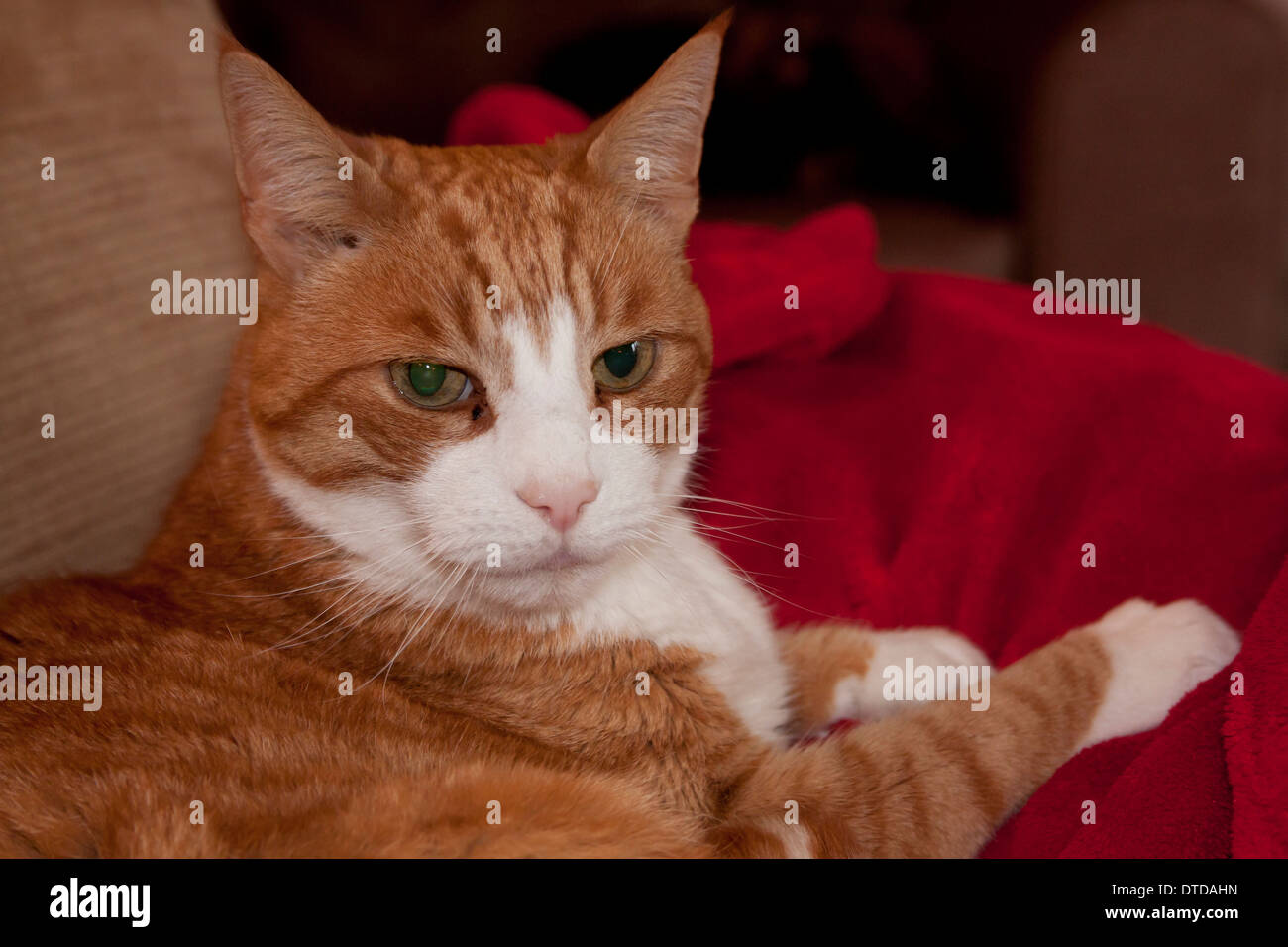Ingwer-Kater, Erwachsene, auf rote Decke liegend Stockfoto