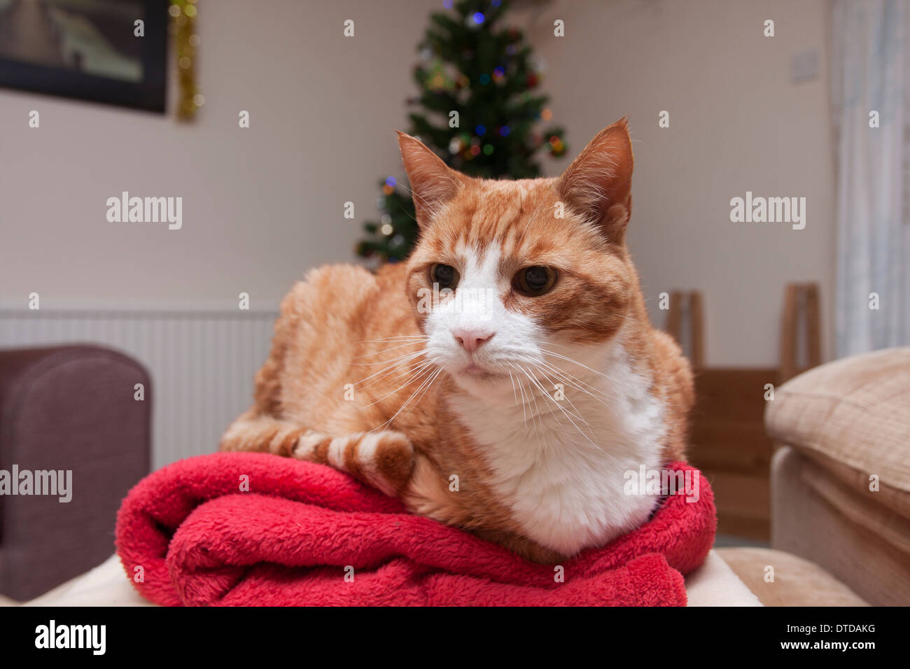 Ingwer-Kater, Erwachsene, Weihnachten Stockfoto