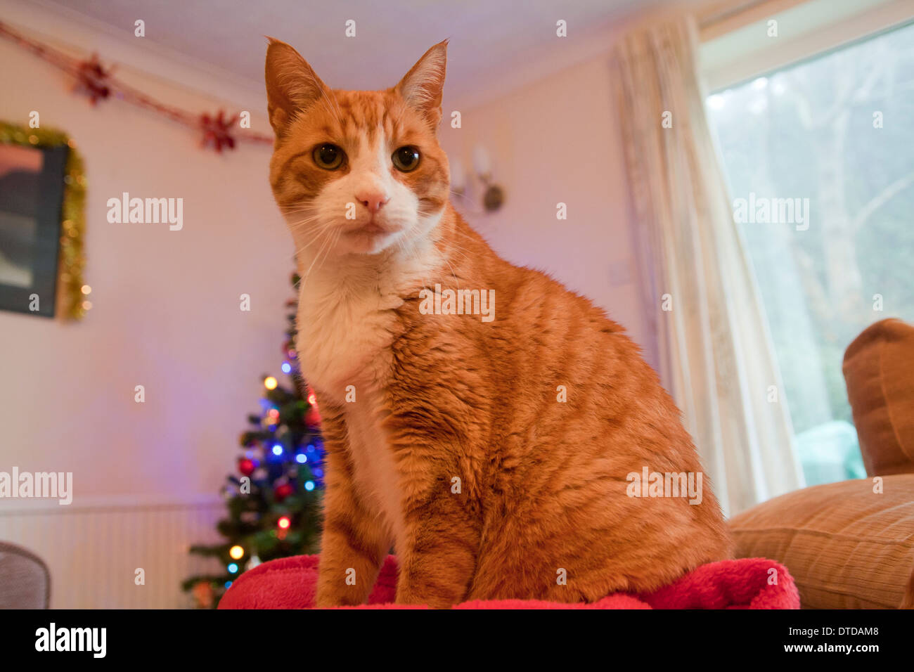 Ingwer-Kater, Erwachsene, Weihnachten Stockfoto