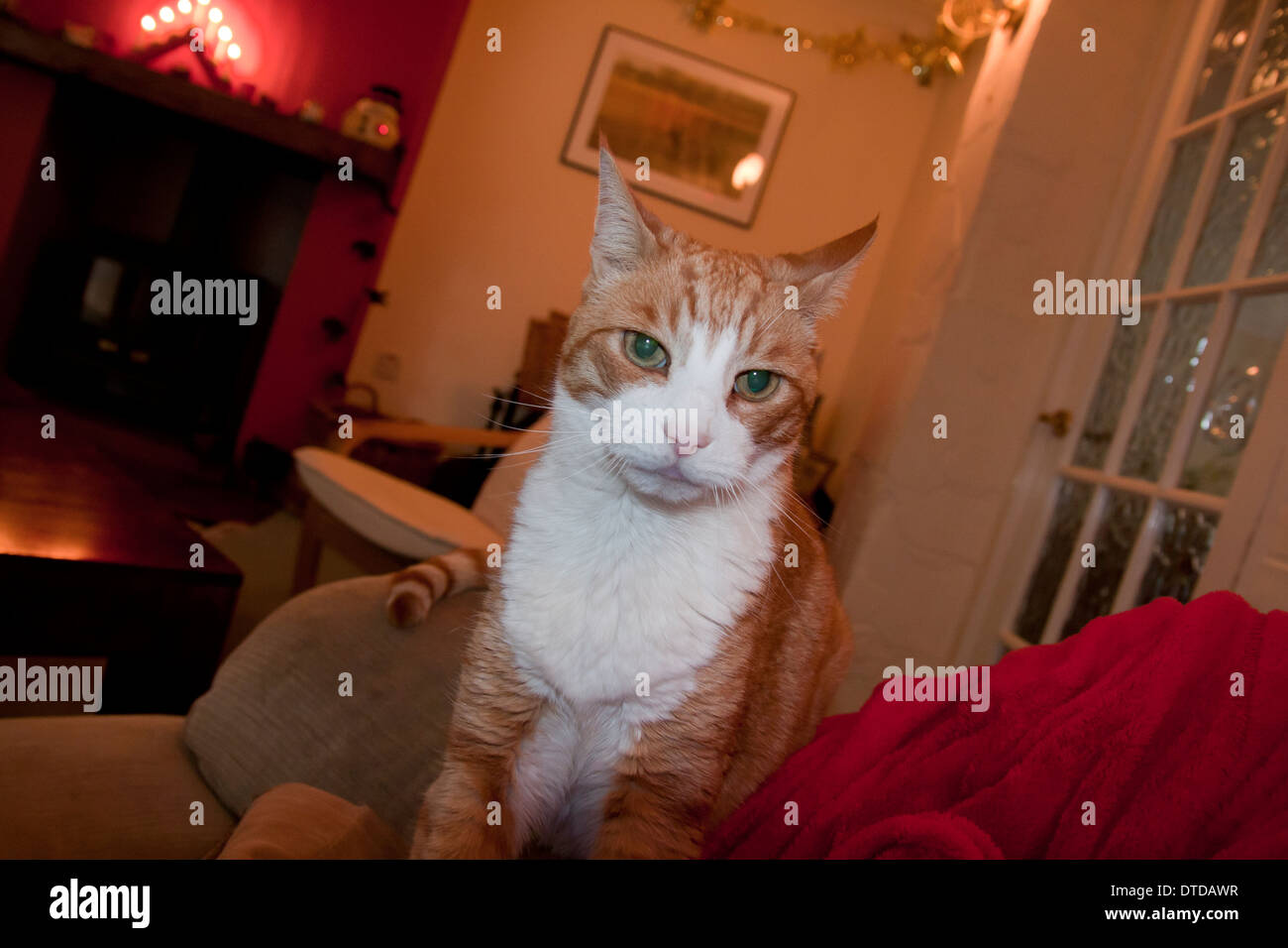 Ingwer-Kater, Erwachsene, Weihnachten Stockfoto