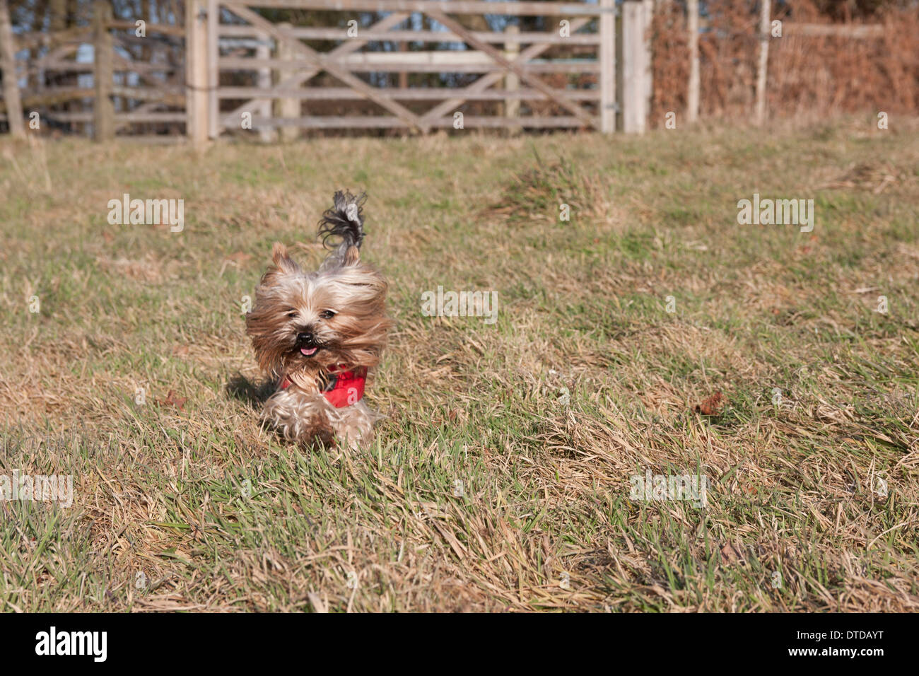 Yorkshire Terrier, männlichen Erwachsenen in Feld Stockfoto