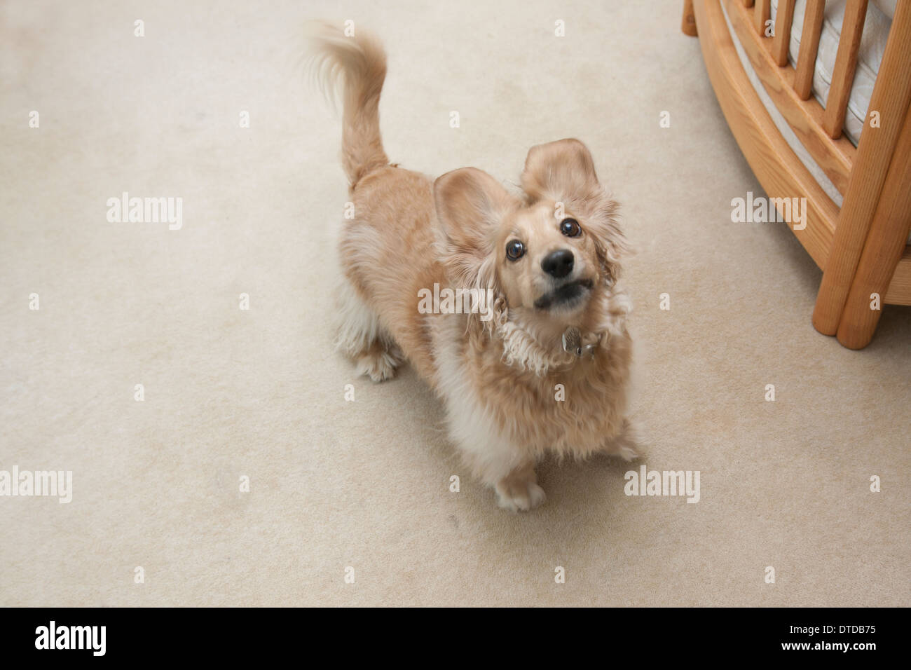 Daschund Erwachsenen bellen im Haus Stockfoto