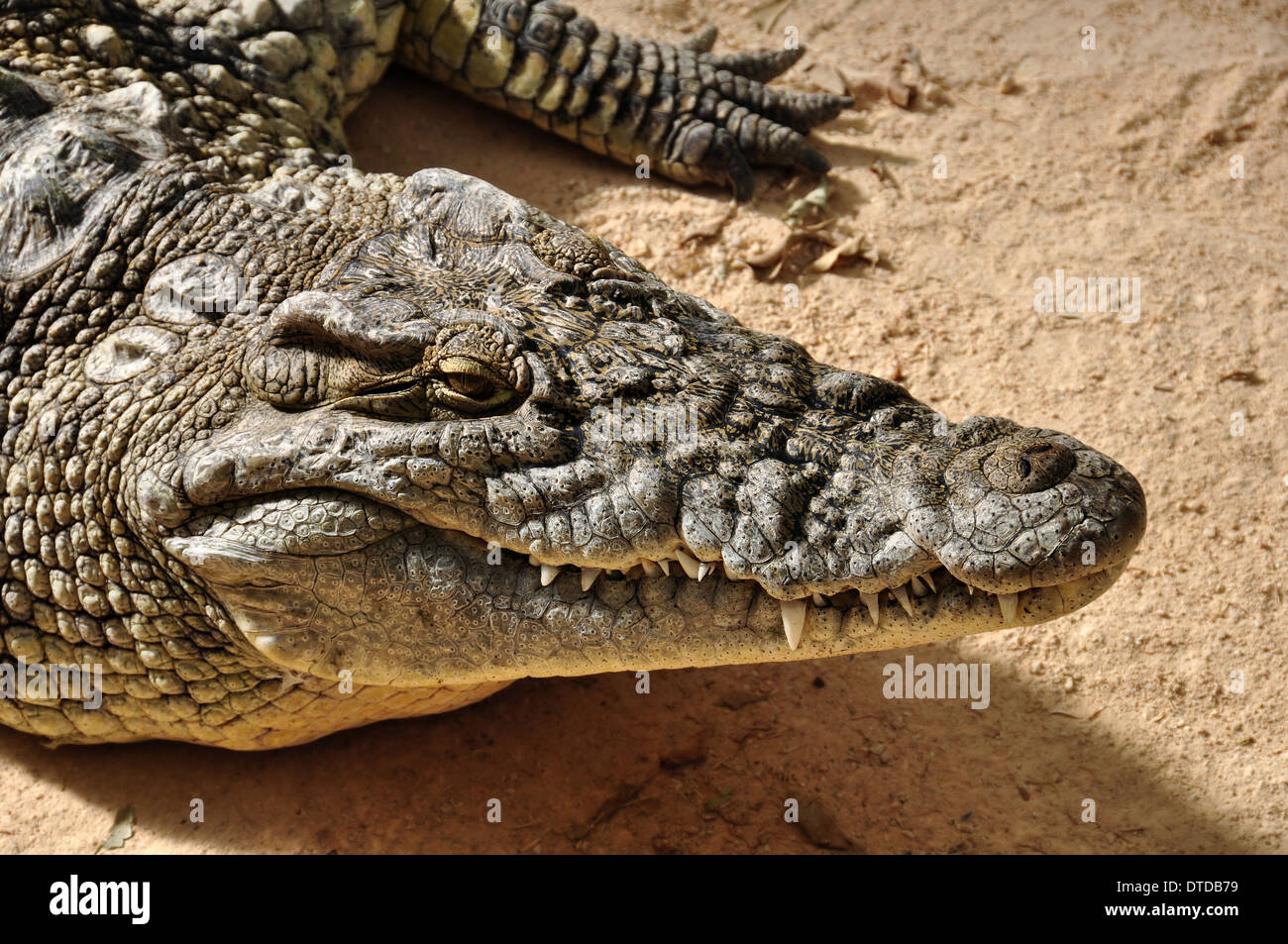 Nil-Krokodil Nahaufnahme. Großes Reptil wilde Tier Hintergrund. Stockfoto