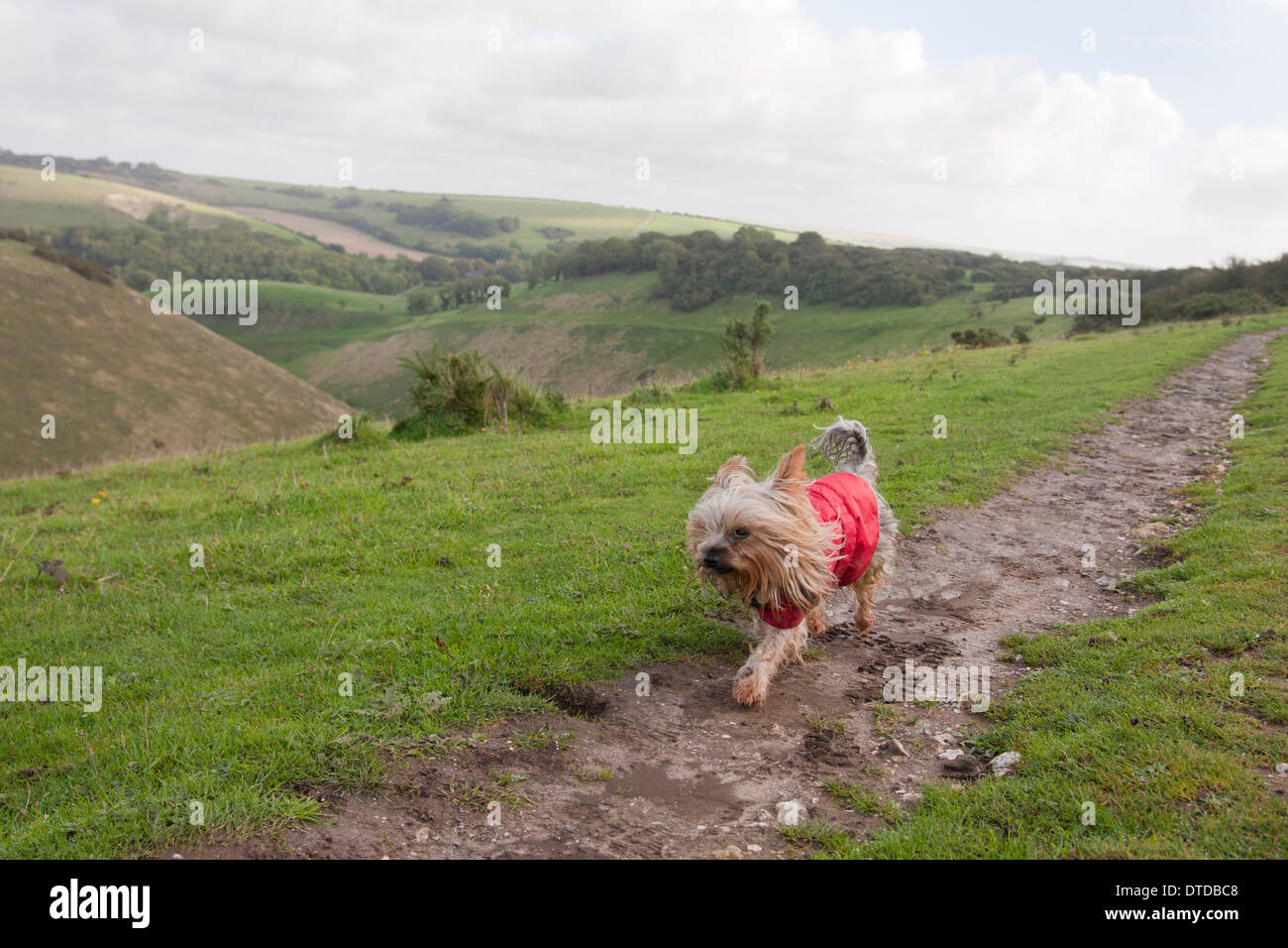 Yorkshire-Terrier, Erwachsene, Fuß auf South Downs Devils Dyke, Brighton Stockfoto