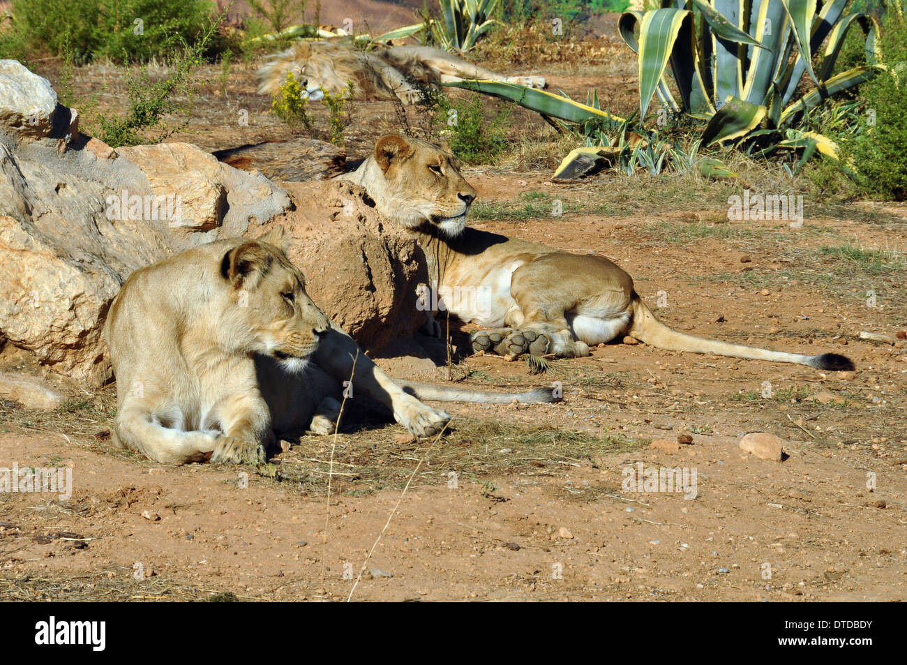 Zwei Löwinnen ruht. Südwestlich Afrikanische Löwen wilde Tiere. Stockfoto