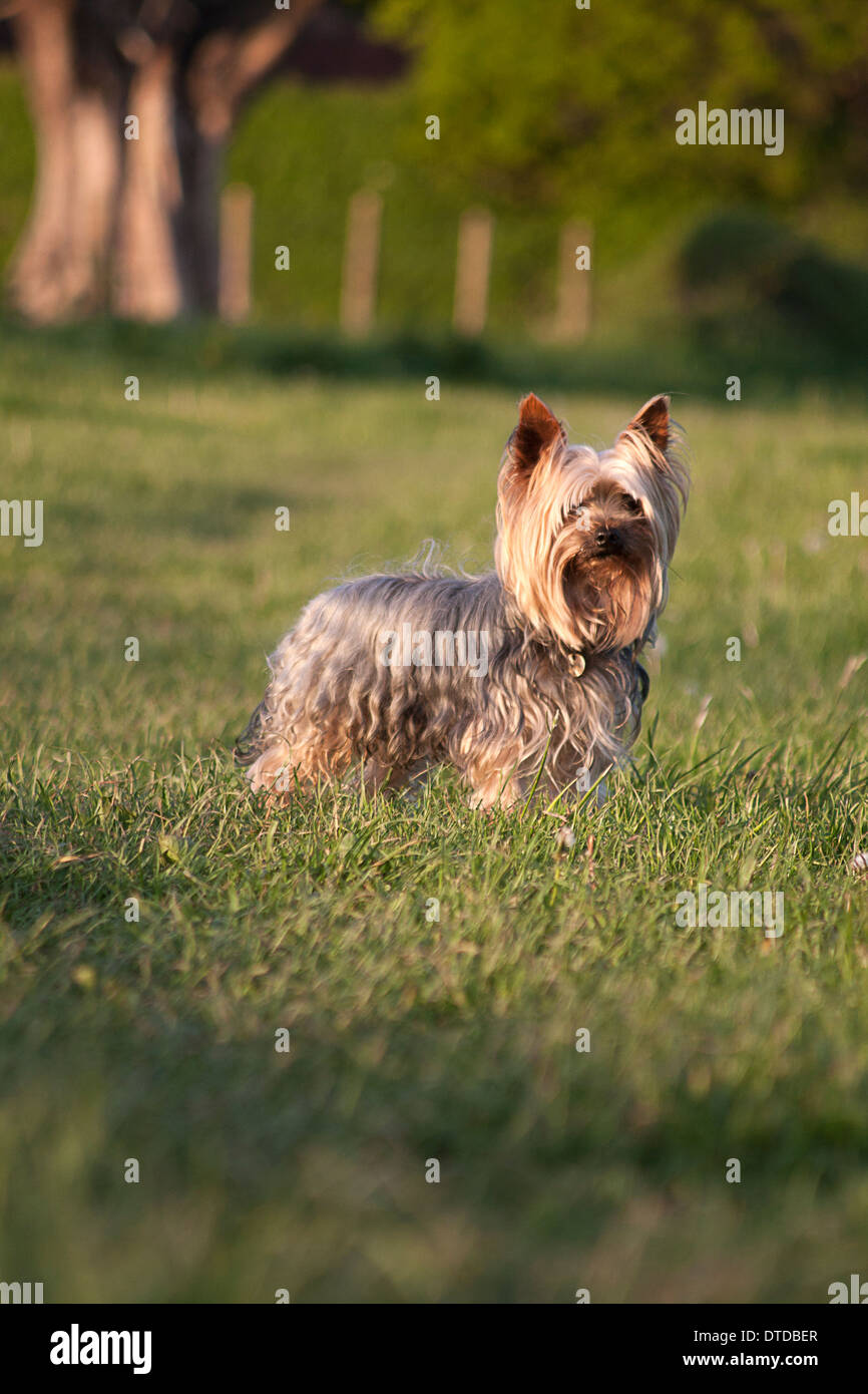 Yorkshire-Terrier, Erwachsene Stockfoto
