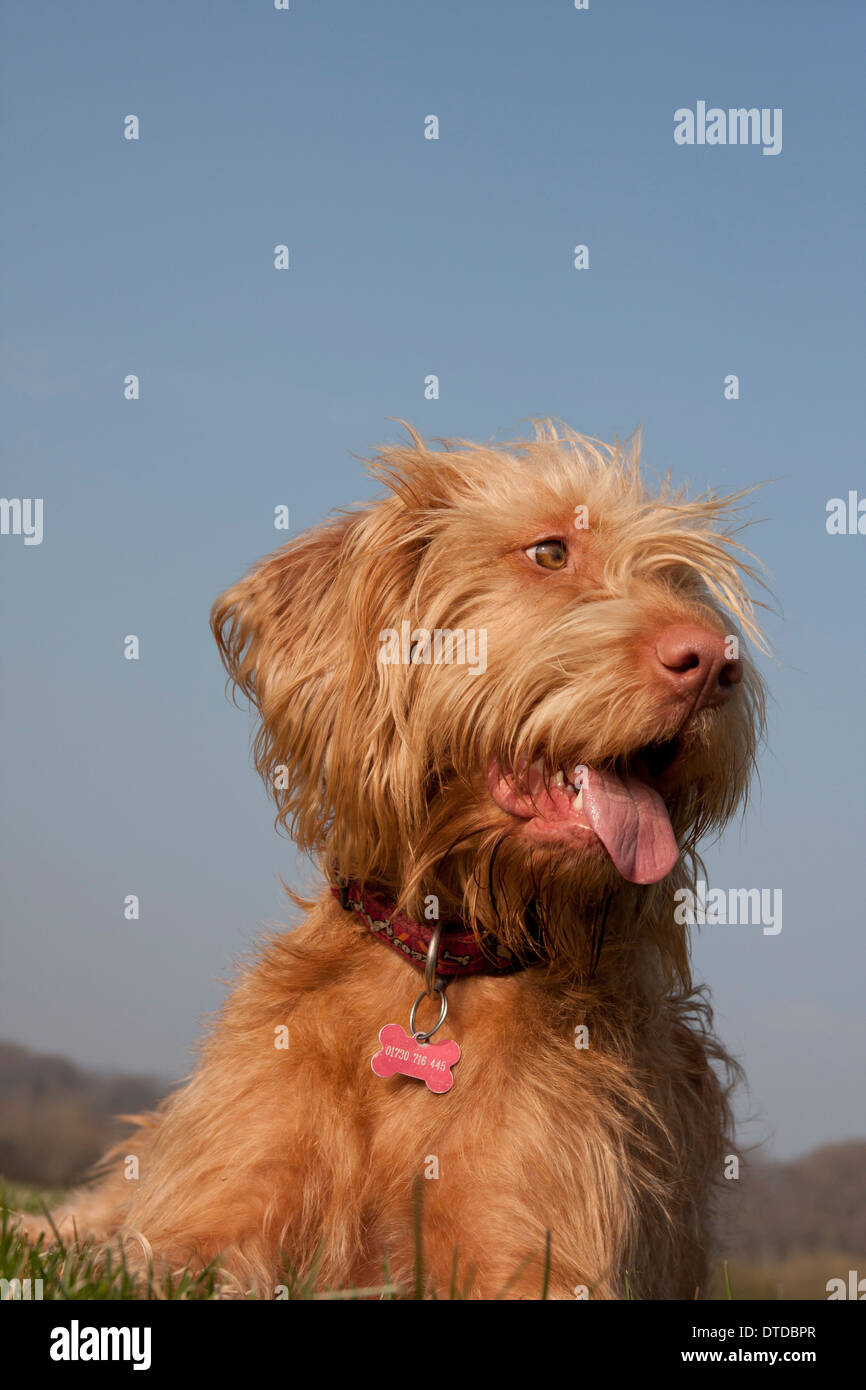 Magyar Vizsla Welpen (1 Jahr alt) keuchend Stockfoto