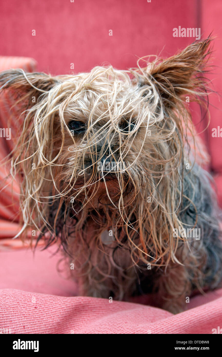Yorkshire Terrier, männlichen Erwachsenen nass Stockfoto