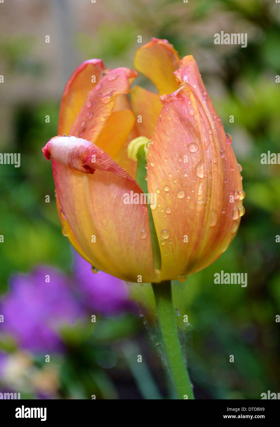 Orange Tulpe mit Regentropfen Stockfoto