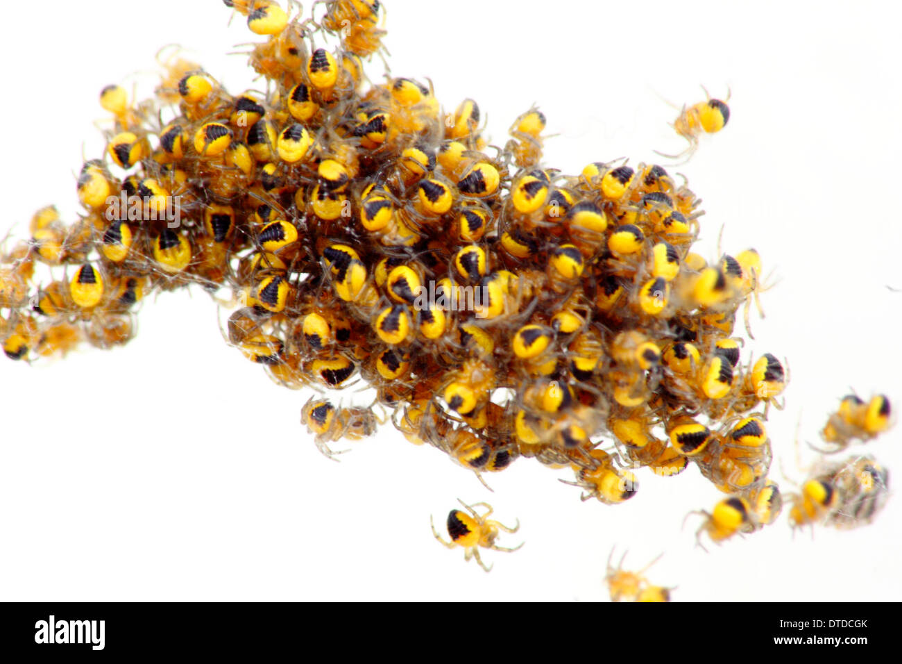 Nest der ungiftig, frisch geschlüpften Orb Weaver Baby Spinnen isoliert vor weißem Hintergrund, England, UK Stockfoto