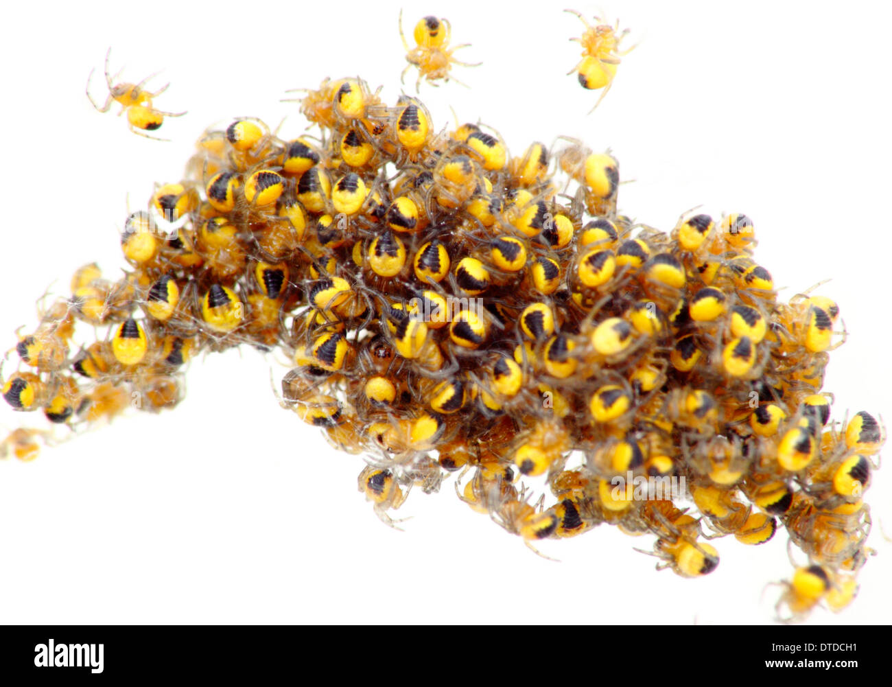 Nest der ungiftig, frisch geschlüpften Orb Weaver Baby Spinnen isoliert vor weißem Hintergrund, England, UK Stockfoto