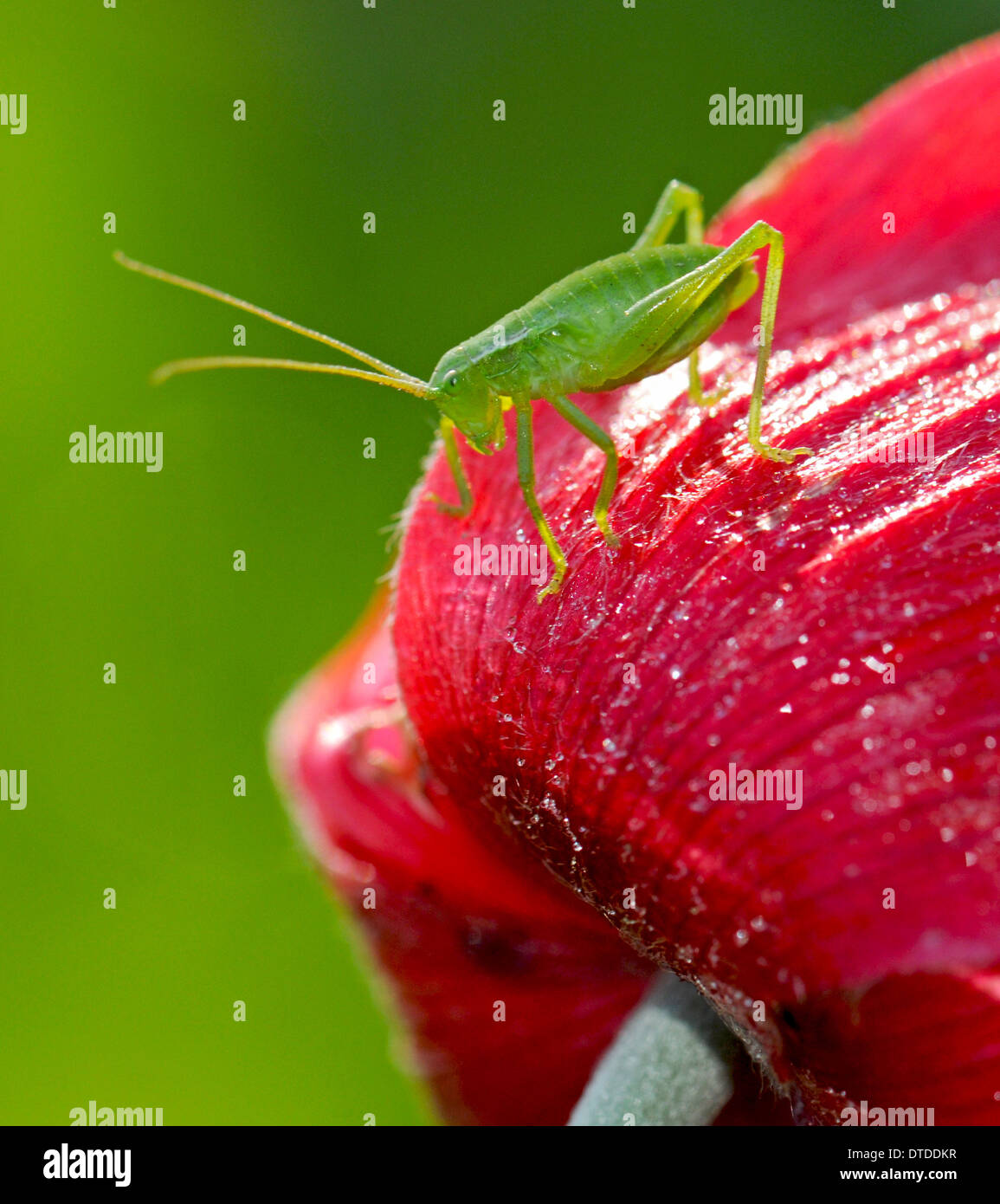 Grashuepfer auf Anemonenblume Stockfoto