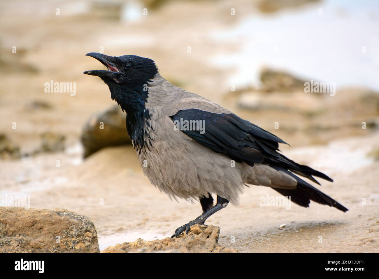 Mit Kapuze Krähe, Corvus Cornix aufrufen Stockfoto