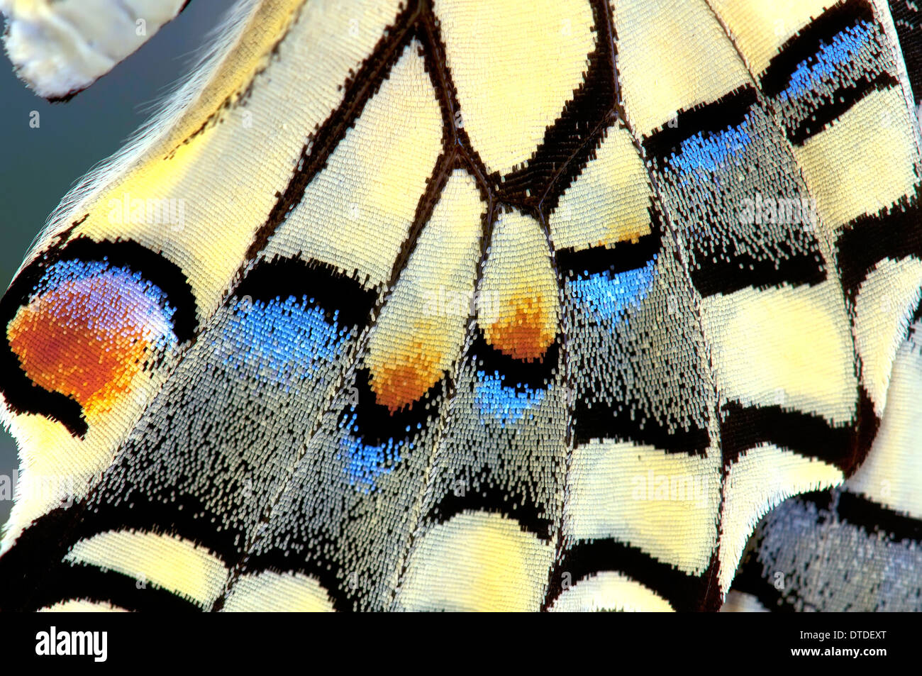 Schwalbenschwanz Schmetterlingsflügel, close-up Stockfoto