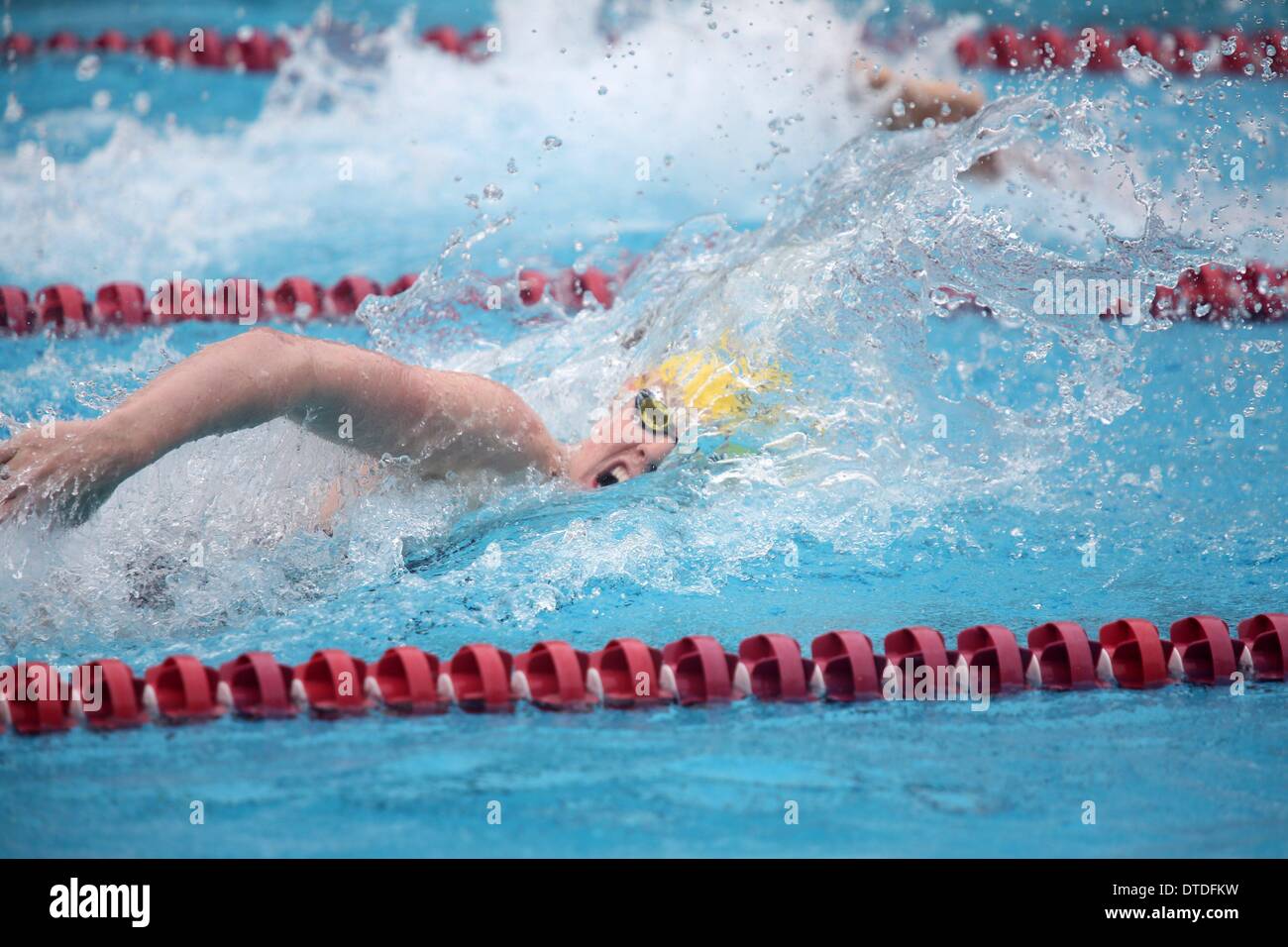 Stanford, Kalifornien, USA. 15. Februar 2014. Cal Schwimmer Missy Franklin Rennen in das 400 kostenlose Relais gegen Stanford, 15. Februar 2014 (Stanford, CA). Während die Olympiasieger drei Einzelveranstaltungen in den gerecht zu werden gewann, verlor Top-Rankings Cal Nr. 4 Stanford. Bildnachweis: Jeremy Breningstall/ZUMAPRESS.com/Alamy Live-Nachrichten Stockfoto