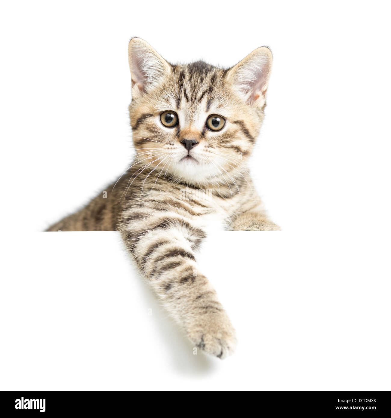 Katze oder Kätzchen isoliert auf weiss Stockfoto