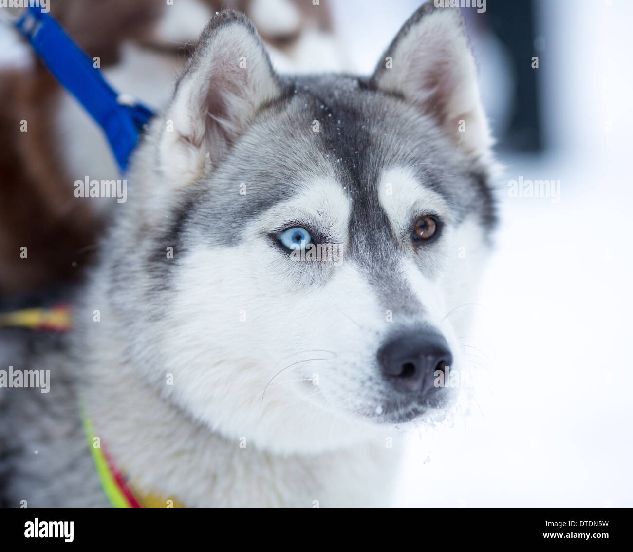 Siberian Husky Hund portrait Stockfoto