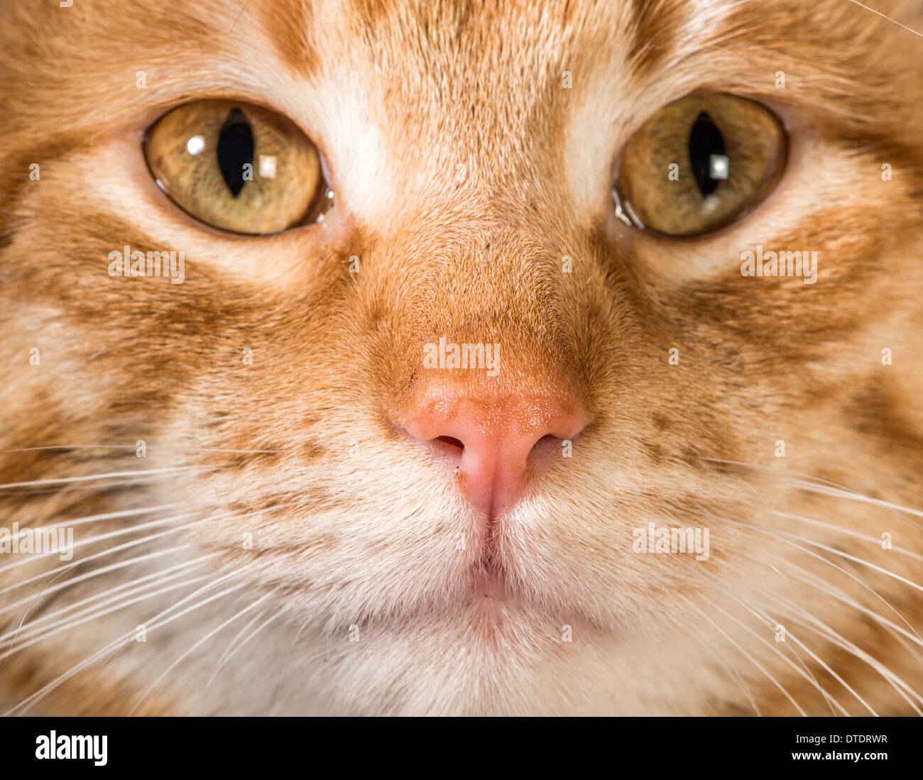 Orange Katze in der Nähe von Augen und Schnauze Stockfoto