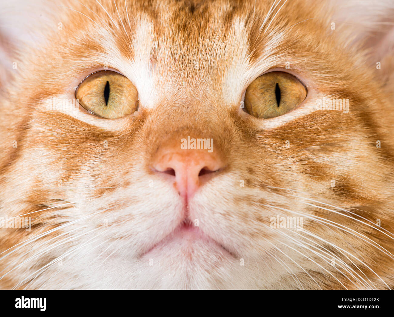 Orange Katze in der Nähe von Augen und Schnauze Stockfoto
