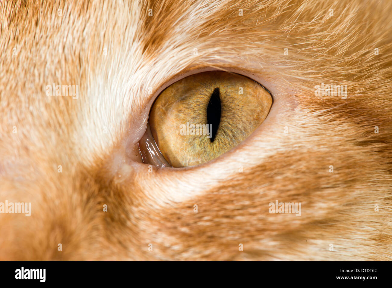 Orange Katze in der Nähe von Augen und Schnauze Stockfoto