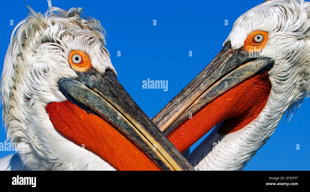 Dalmatinische Pelikane mit gekreuzten Rechnungen. Stockfoto