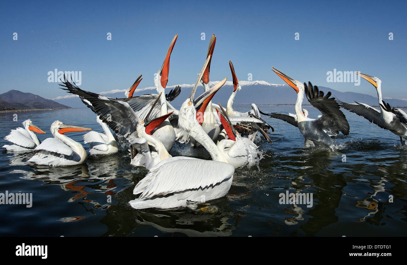 Dalmatinische Pelikane füttern. Stockfoto
