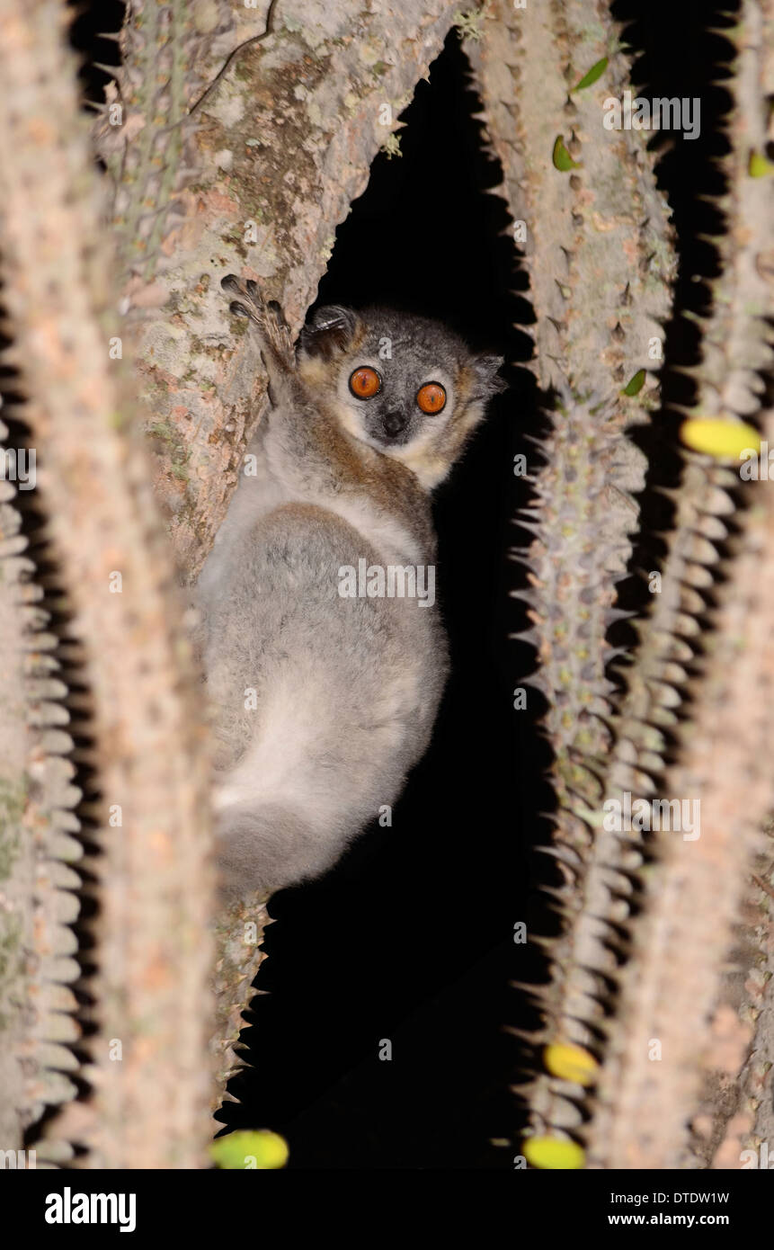 Lepilemur über Alluaudia Baum Stockfoto