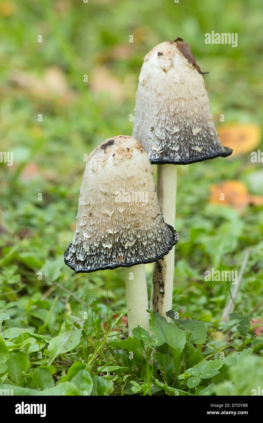 Zwei Amanita Phalloides, Death Cap in der Wiese Stockfoto