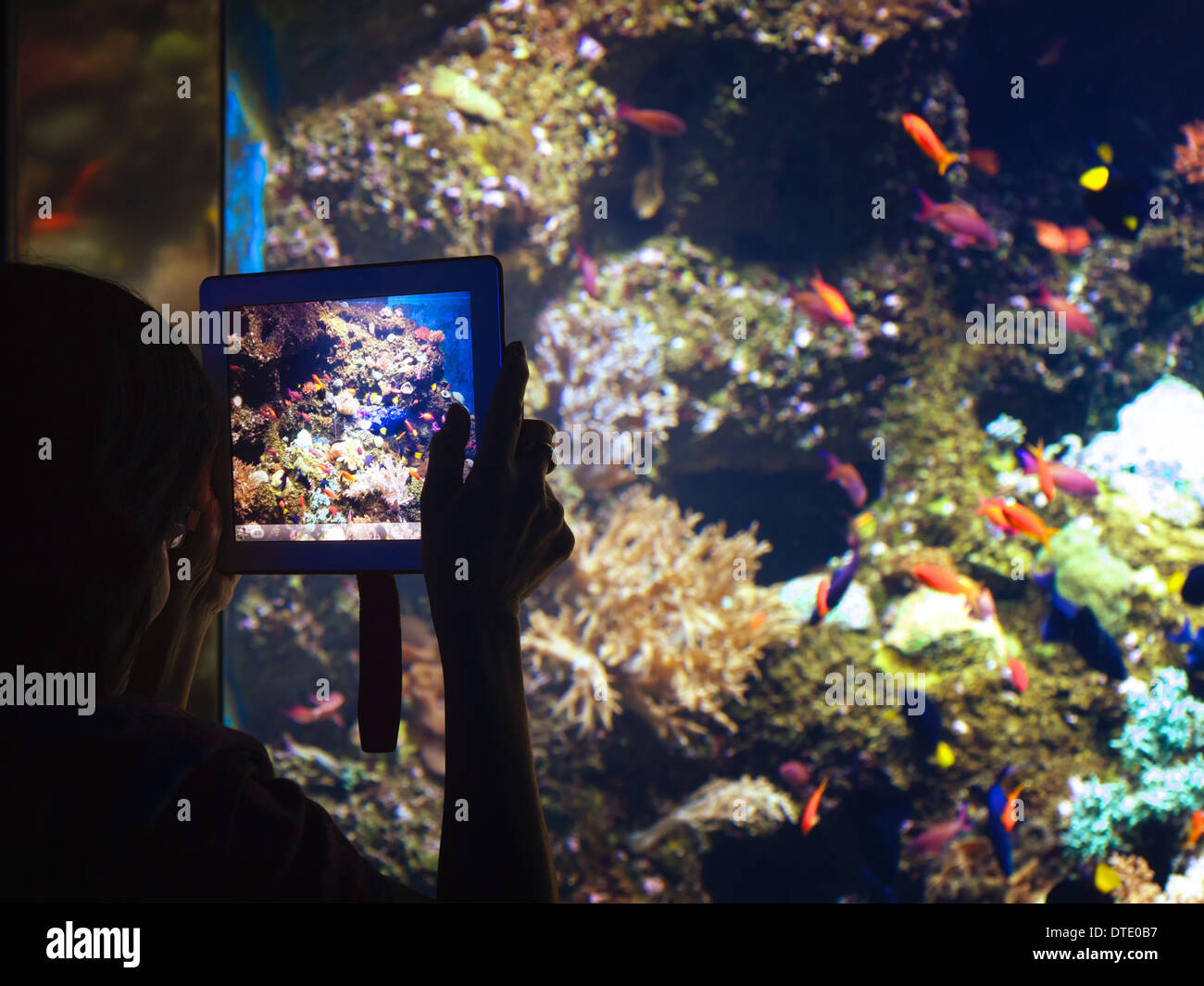 Besucher bei S.E.A Aquarium Resorts World Sentosa fotografieren der Fische mit einem iPad Stockfoto