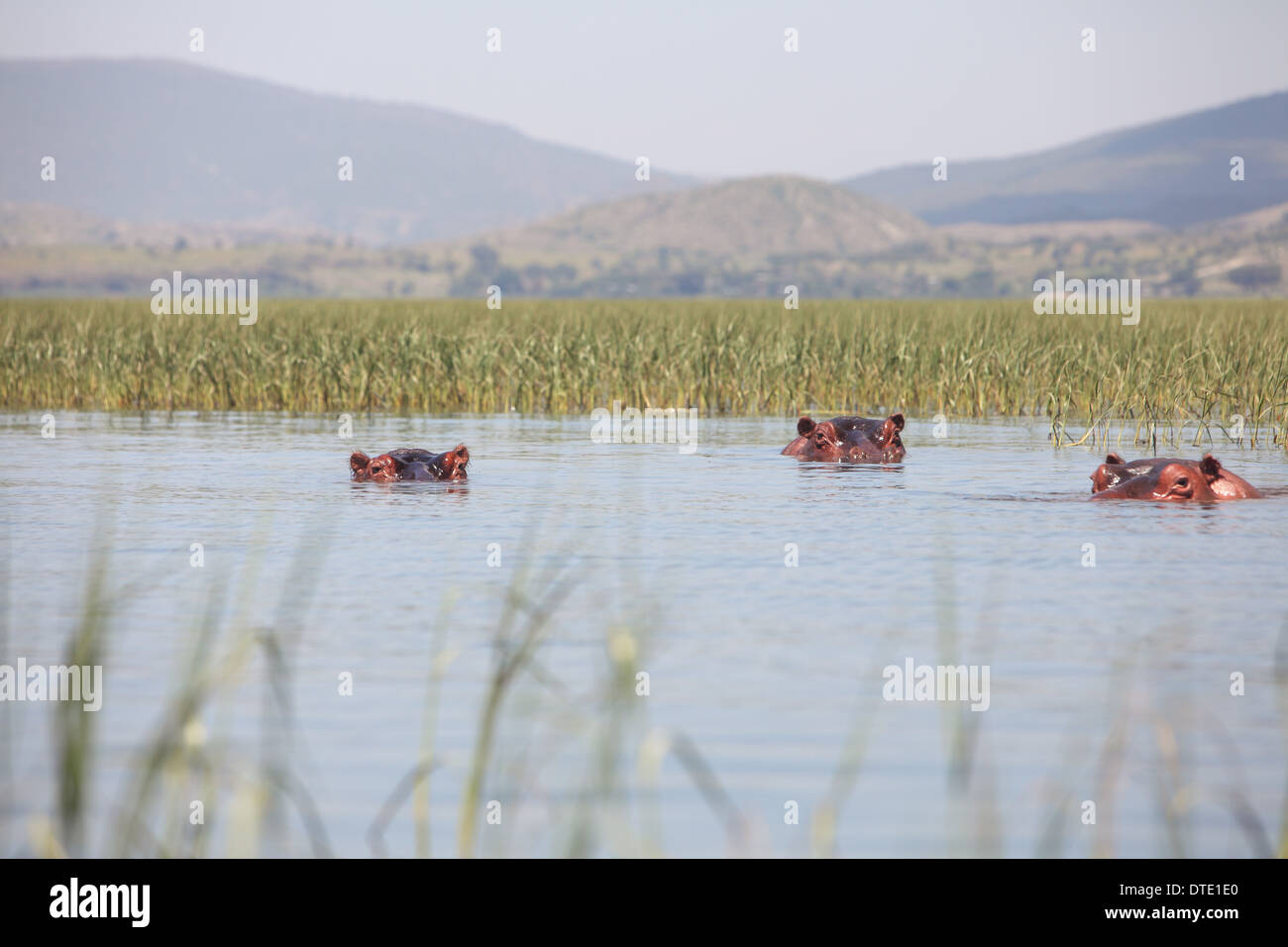 Afrika, Hawassa, Awassa, Awassa, Äthiopien, das Great Rift Valley Stockfoto