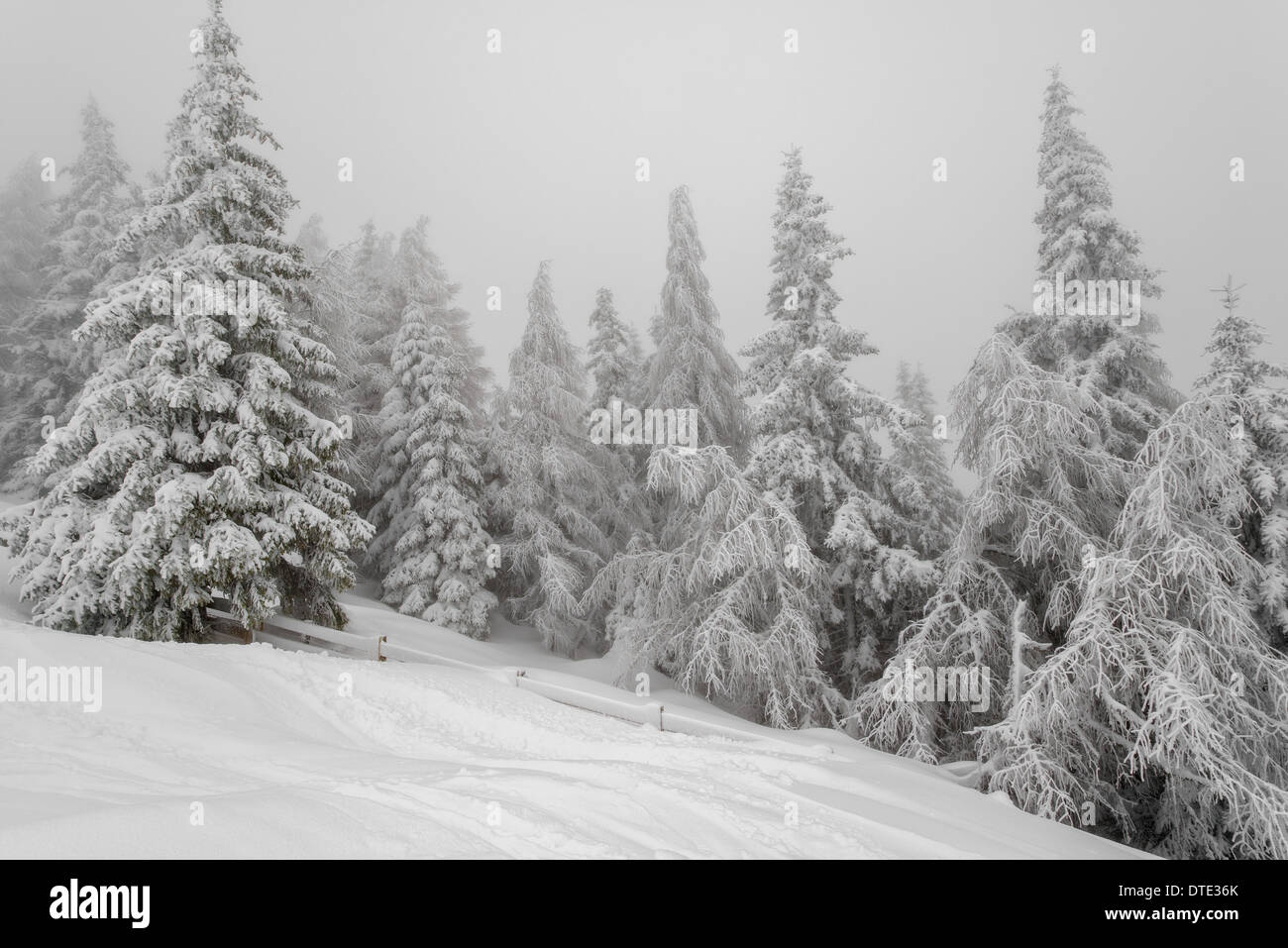 Wunderschöne Landschaft mit Nebel im Winterwald Stockfoto