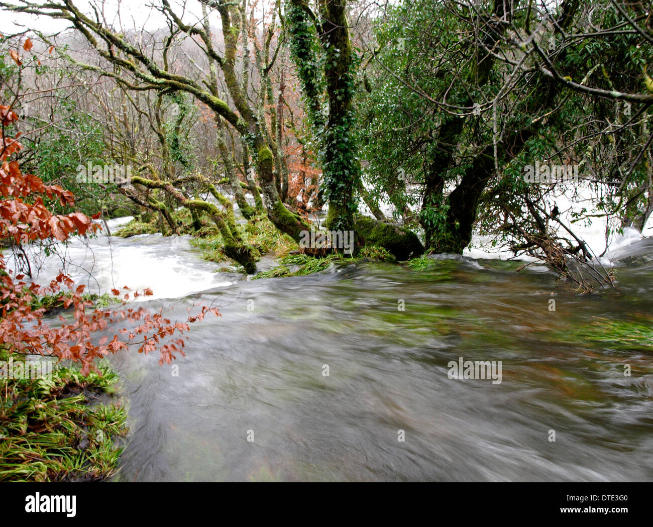 angeschwollenen Fluss nach starken Regenfällen, Dartmoor, Devon, UK Stockfoto