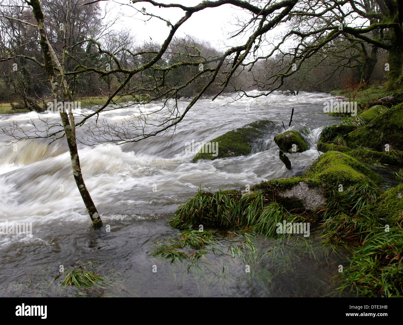 angeschwollenen Fluss nach starken Regenfällen, Dartmoor, Devon, UK Stockfoto