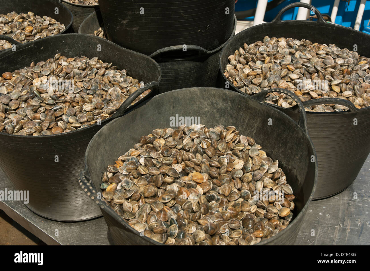 Fischerei-Hafen - Muscheln, Punta Umbria, Provinz Huelva, Region von Andalusien, Spanien, Europa Stockfoto