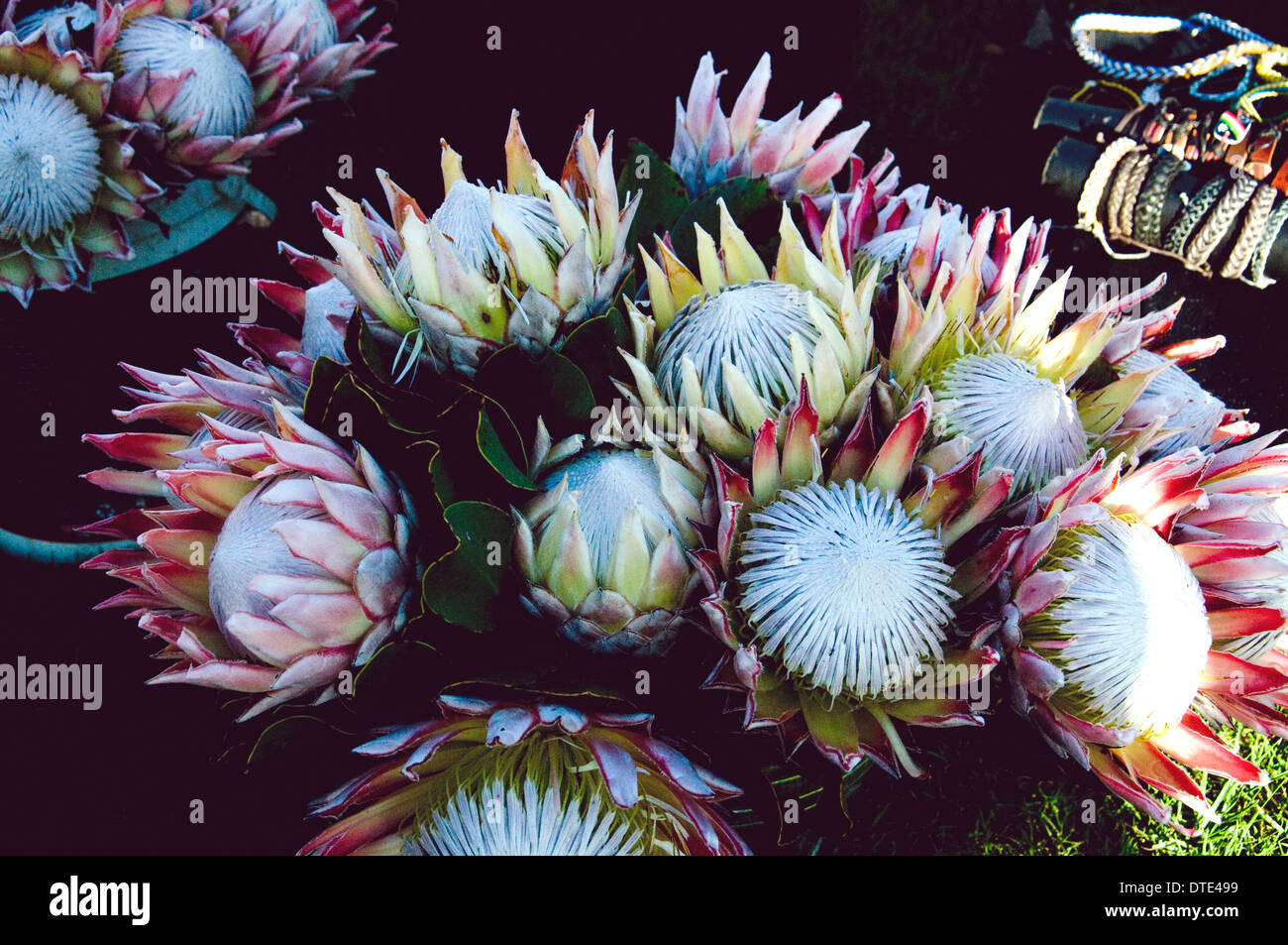 Proteas, Südafrikas Nationalblume, auf den Verkauf in einem Krug im Januar (Winter). Die Blütezeit ist etwa im September. Stockfoto