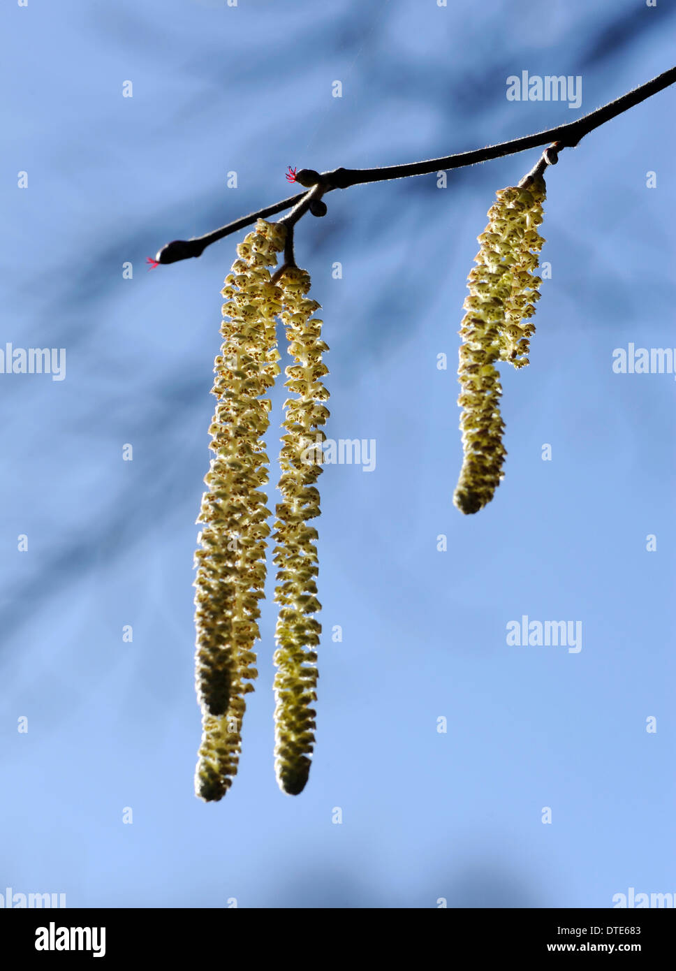 Kätzchen oder Lämmer Schwänzen, die männlichen Blüten von der gemeinsamen Hecke Baum Hasel (Corylus Avellana), zeigen, dass der Frühling nicht weit entfernt ist. Begebury Wald, Kent. 16 Feb 14 Stockfoto