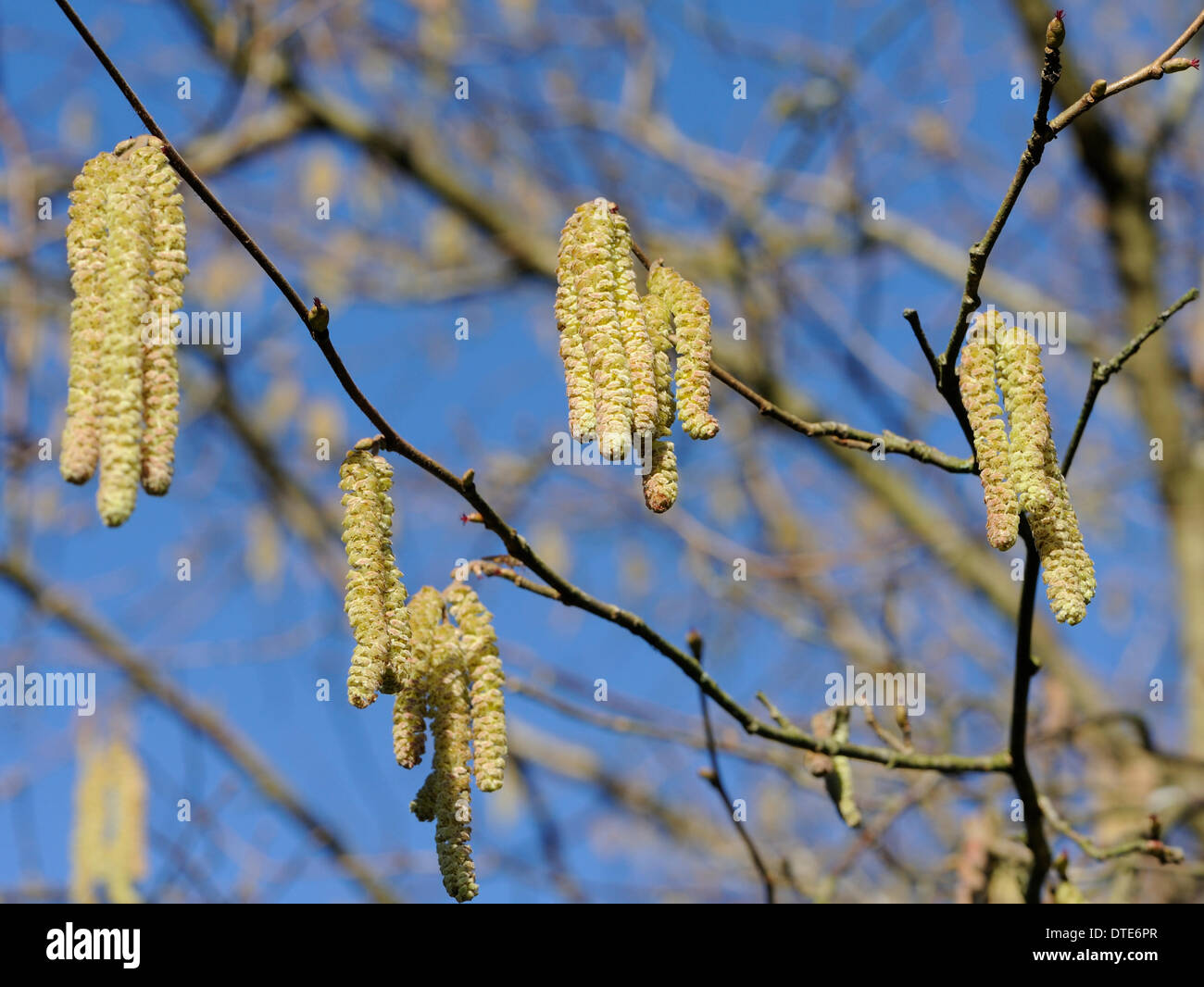 Kätzchen oder Lämmer Schwänzen, die männlichen Blüten von der gemeinsamen Hecke Baum Hasel (Corylus Avellana), zeigen, dass der Frühling nicht weit weg ist Stockfoto