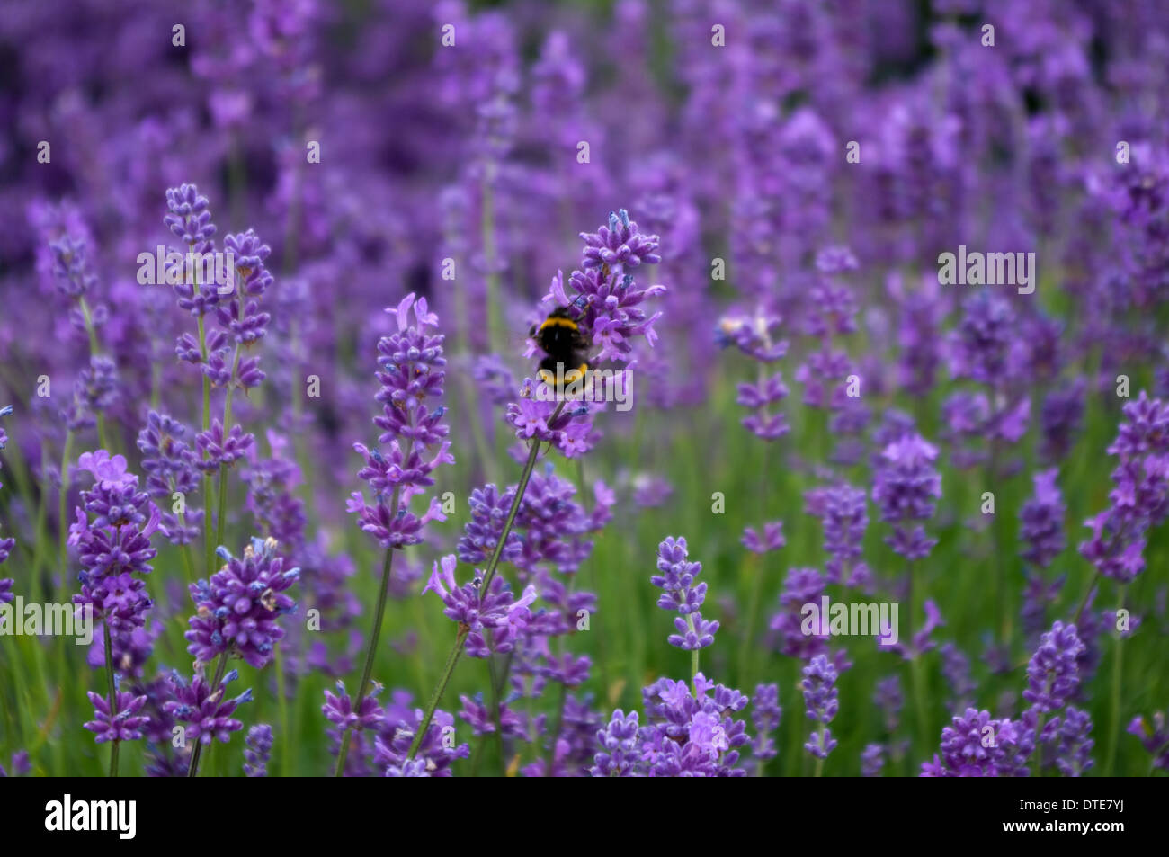 Lavendel Blumen mit Hummel Stockfoto