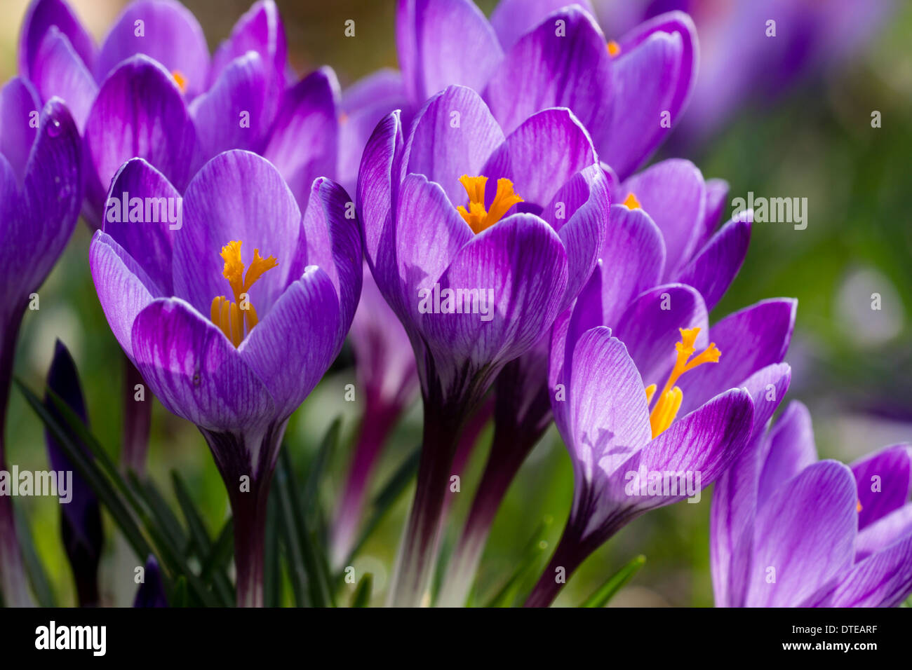 Frühe Blüte Crocus Tommasinianus Öffnung breit in Mitte Februar Sonnenschein in einem Cornish Garten Stockfoto