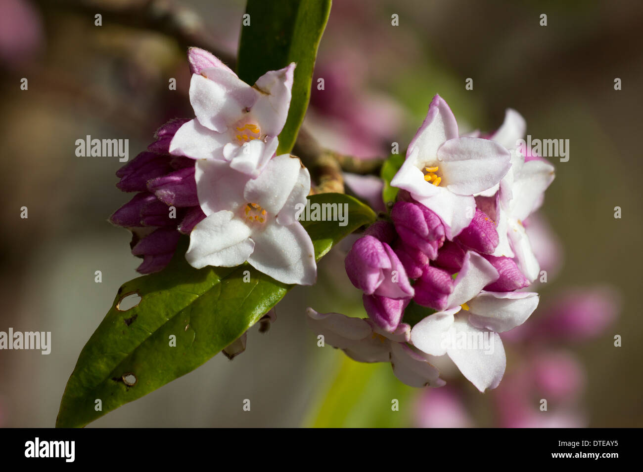 Stark duftende Blüten in Daphne Bholua Jacqueline Postill Mitte Februar in einem Cornish Garten. Stockfoto